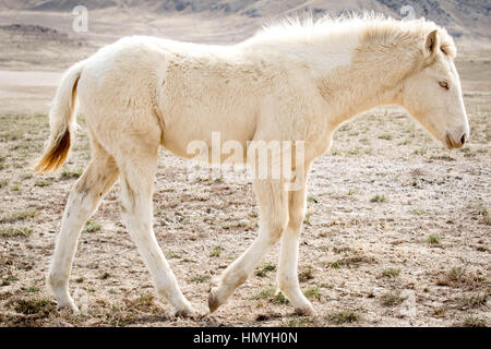 Stock Foto weiß Albino Mustang Profil (Equus Ferus Caballus) in der westlichen Wüste, Utah, USA, Nordamerika Stockfoto