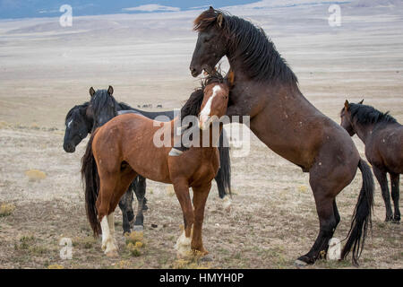 Fotoarchiv: Wildpferd in einer Head Lock (Equus Ferus Caballus) in der westlichen Wüste, Utah, USA, Nordamerika Stockfoto