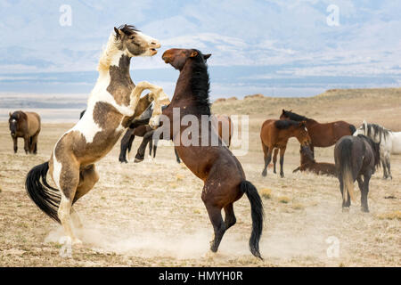 Lager zwei Sparring wilden Mustangs (Equus Ferus Caballus) in der westlichen Wüste, Utah, USA, Nordamerika Stockfoto