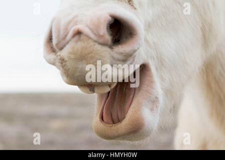 Lager lächelnd weißes Pferd (Equus Ferus Caballus), weiße Wildpferd mit offenem Mund in der westlichen Wüste, Utah, USA, Nordamerika Stockfoto