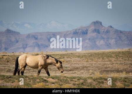 Lager Kiger Mustang Wildpferd (Equus Ferus Caballus) im Westen Wüste Nord-Utah, USA, Nordamerika Stockfoto