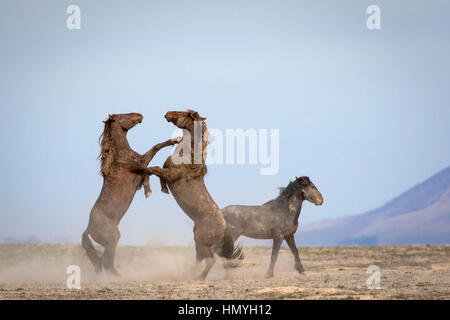 Stock Foto wilde Pferde Sparring (Equus Ferus) in der westlichen Wüste, Utah, USA, Nordamerika Stockfoto