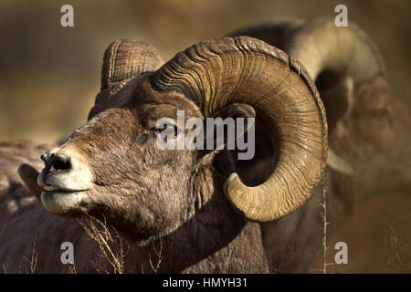 Reife BigHorn Sheep Ram, Ovis Canadensis, im südlichen Utah, Green River, Utah, USA Stockfoto