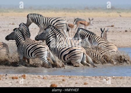 Herde von Burchell Zebras (Equus Quagga Burchellii), läuft aus dem Wasser, Springböcke hinter, Etosha Nationalpark, Namibia, Afrika Stockfoto