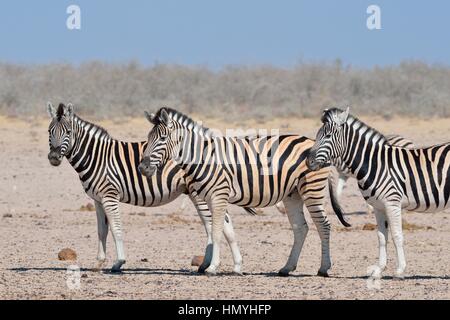 Burchell Zebras (Equus Quagga Burchellii), stehend auf trockenen Boden, Etosha Nationalpark, Namibia, Afrika Stockfoto