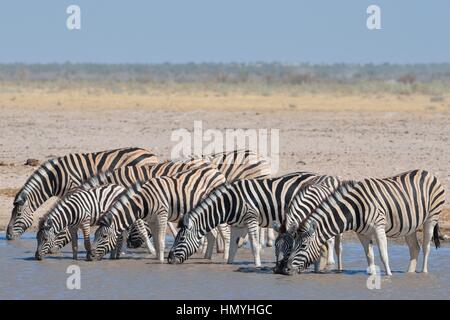 Herde von Burchell Zebras (Equus Quagga Burchellii), trinken in ein Wasserloch, Etosha Nationalpark, Namibia, Afrika Stockfoto