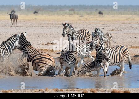 Herde von Burchell Zebras (Equus Quagga Burchellii), aus dem Wasser, Etosha Nationalpark, Namibia, Afrika Stockfoto