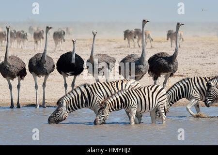 Burchell Zebras (Equus Quagga Burchellii) trinken mit gemeinsamen Strauße (Struthio Camelus) an einem Wasserloch, Etosha Nationalpark, Namibia, Afrika Stockfoto