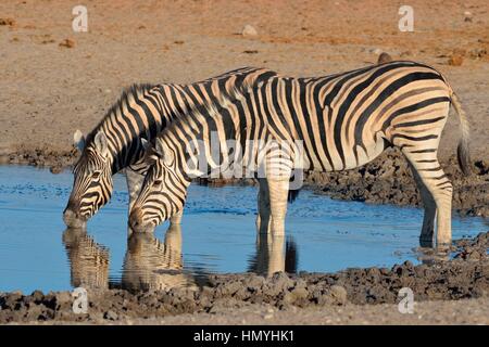 Zwei Burchell-Zebras (Equus Quagga Burchellii), trinken am Wasserloch, am Abend Licht, Etosha Nationalpark, Namibia, Afrika Stockfoto