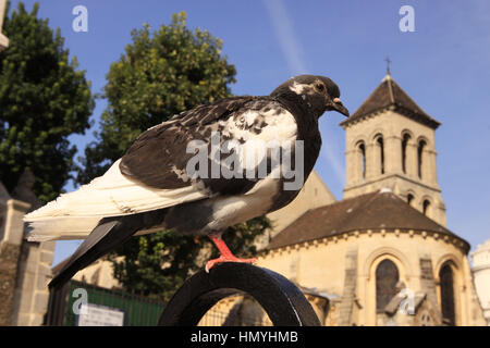 Eine Taube steht am Anfang ein Eisenzaun vor der Struktur der Kirche von Saint-Pierre de Montmartre in Paris mit blauem Himmel. Stockfoto