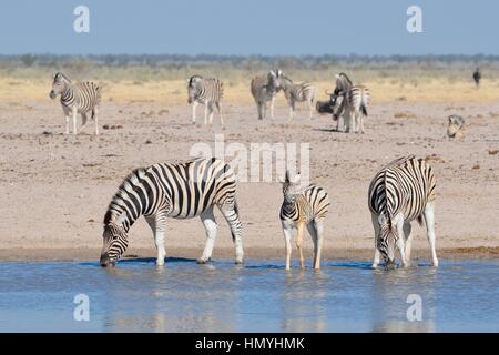 Burchell Zebras (Equus Quagga Burchellii) mit Fohlen, trinken an einem Wasserloch, Etosha Nationalpark, Namibia, Afrika Stockfoto