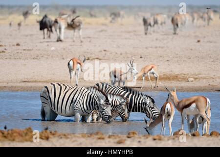 Drei Burchell-Zebras (Equus Quagga Burchellii), zwei Erwachsene und ein Fohlen trinken in ein Wasserloch, Etosha Nationalpark, Namibia, Afrika Stockfoto