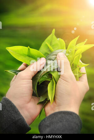 Hände halten frische Teeblätter Stockfoto