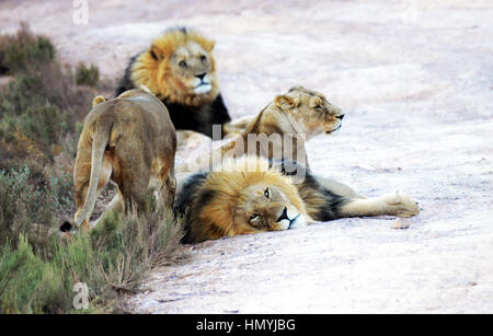 Wunderschöne Löwen in der Aquila private game Reserve in Südafrika. Stockfoto