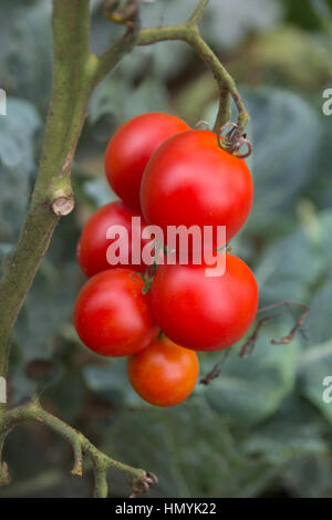 Reihe von Reife rote Tomate Closeup wachsen im Garten Stockfoto