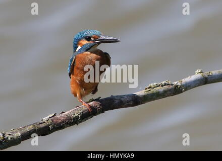 Junger männlicher Eisvogel (Alcedo Atthis) posiert auf einem Ast Stockfoto