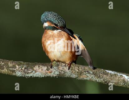 Putzen Europäische Eisvogel (Alcedo Atthis) posiert auf einem Ast Stockfoto