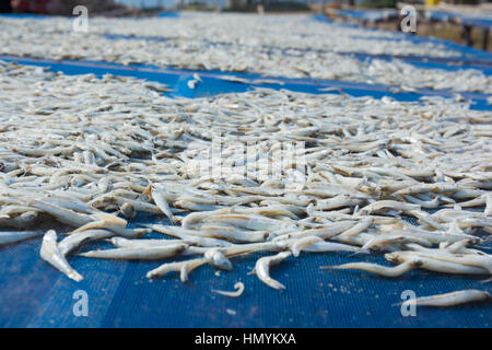 Kleine gesalzene Fische getrocknet unter der Sonne in Chanthaburi Provinz, Thailand Stockfoto