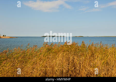 Schilf wächst in der Ostsee auf der Insel Uto in der äußeren südlichen Stockholmer Archipel, Schweden, Skandinavien Stockfoto