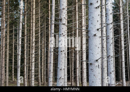 Alles über Baumstämme in einem Fichtenwald Stockfoto