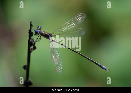 Gemeinsamen Emerald Damselfly (gemeinsame Spreadwing) (Lestes Sponsa) Stockfoto