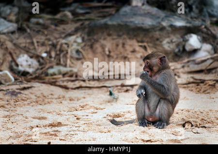 Vietnam. Halong Bay, Affe in der Monkey Island Stockfoto