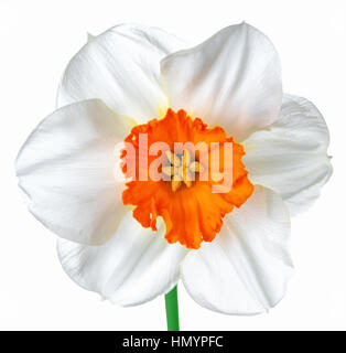 Nahaufnahme der schönen weißen und orangefarbenen Narzissen Frühlingsblume isoliert auf weißem Hintergrund Stockfoto