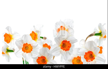 schöne weiße und orangefarbene Narzisse Blumen isoliert auf weißem Hintergrund, Nahaufnahme, Frühling Konzept, Raum kopieren Stockfoto