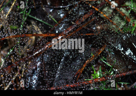 Wassertropfen Tau über einen dunklen Boden trocken auf eine 2D-Ebene in einem Spinnennetz gefangen Blätter und Unkraut. Stockfoto