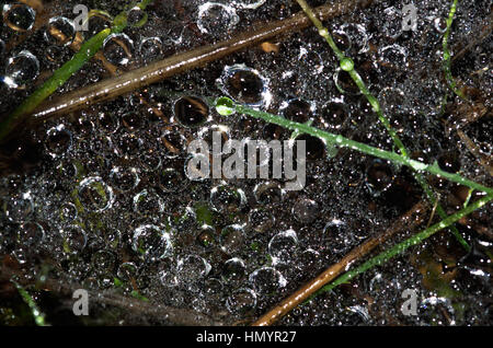 Große und kleine Tau Wassertropfen dicht auf einem Spinnennetz gefangen, über einen dunklen Boden von trockenen Blätter und Unkraut. Stockfoto