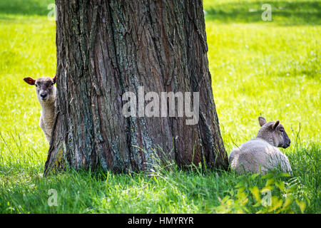 Zwei Schafe ruht unter einem großen Baum im Sommer Stockfoto