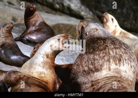 Steller Seelöwen knurrt, (Eumetopias Jubatus), Seward, Kenai-Fjords-Nationalpark, Alaska, genommen 07.96 Stockfoto