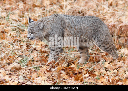 Bobcat, Jagd, (Lynx Rufus), Kalifornien, Yosemite-Nationalpark, genommen 11.16 Stockfoto