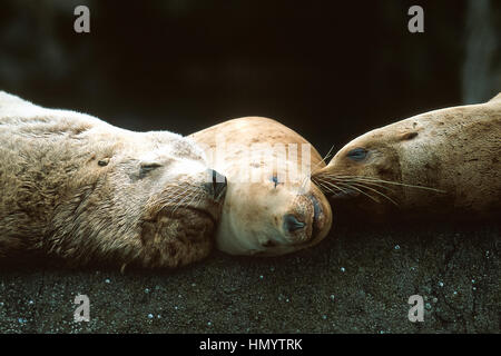 Steller Seelöwen (Eumetopias Jubatus), miteinander, schlafen Seward, Kenai-Fjords-Nationalpark, Alaska, genommen 07.96 Stockfoto