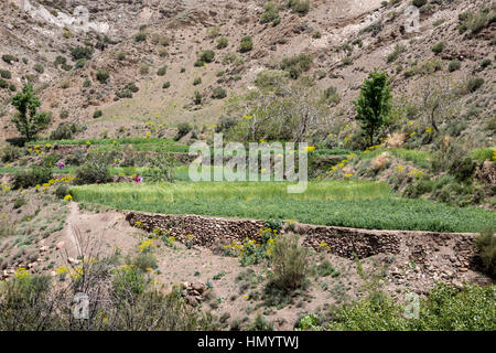 Atlas, Marokko.  Acker im engen Tal zwischen Marrakesch und Ouarzazate. Stockfoto