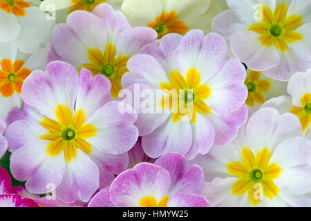 Polyanthus mittels Multi-Belichtungen fotografiert Stockfoto