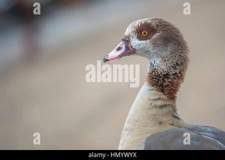 Nilgans. Stockfoto