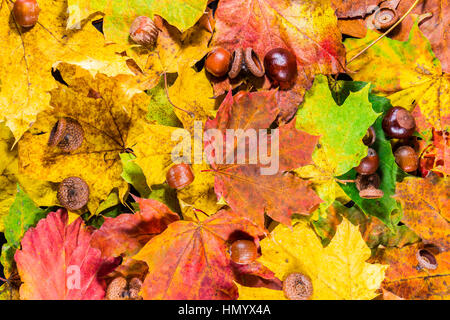 Bunte und helle Hintergrund gemacht von gefallenen Herbst Blätter Stockfoto