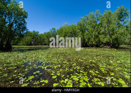 Seerosen auf der Oberfläche von einem Hause Billabong einen großen Salzwasser-Krokodil. Stockfoto