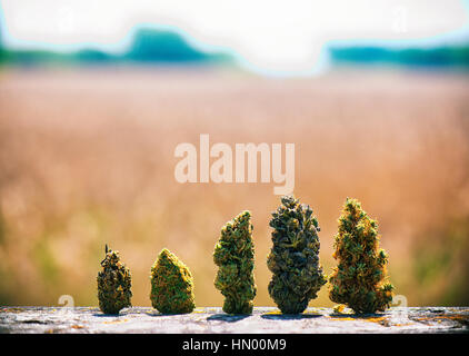 Detail der sortierten getrocknete Cannabis Knospen in einer Linie über Naturlandschaft - medizinisches Marihuana Konzept Hintergrund Stockfoto