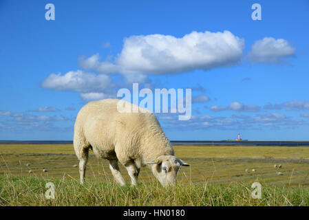 Schafe (Ovis Gmelini Aries) Beweidung auf Deich mit Westerhever Leuchtturm am Horizont, St. Peter-Ording, Schleswig-Holstein Stockfoto