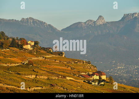 Weinberge im Herbst, Lavaux, Kanton Waadt, Schweiz Stockfoto