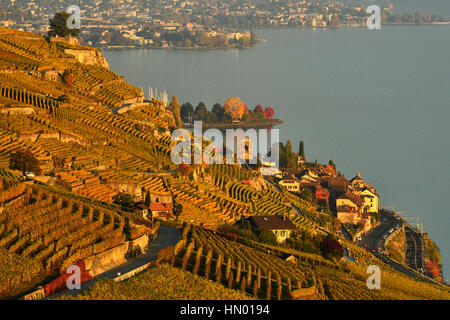 Weinberge im Herbst, Blick auf den Genfer See und Weinbau Dorf Saint-Saphorin Lavaux, Kanton Waadt, Schweiz Stockfoto