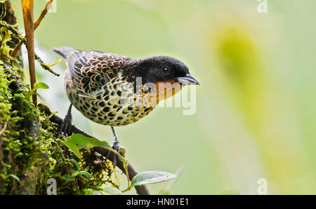 Rufous-throated Tanager (Tangara Rufigula). El Queremal, Valle del Cauca Stockfoto