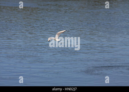 Eine Möwe fliegt über das Meer. Stockfoto