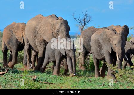 Herde von afrikanischen Bush Elefanten (Loxodonta Africana) bewegen, Krüger Nationalpark, Südafrika, Afrika Stockfoto