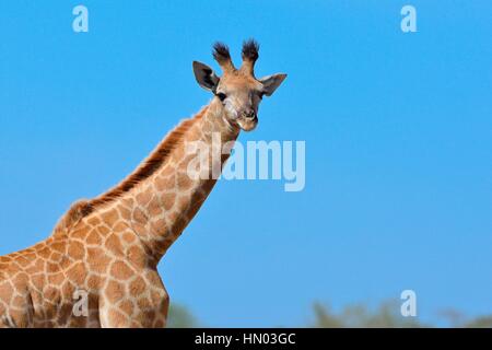 Junge südafrikanische Giraffe oder Cape Giraffe (Giraffa Giraffa Giraffa), Krüger Nationalpark, Südafrika, Afrika Stockfoto