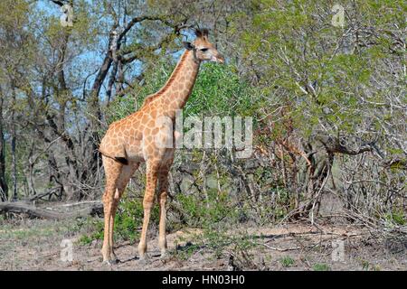 South African Giraffe oder Cape Giraffe (Giraffa Giraffa Giraffa), jung, Krüger Nationalpark, Südafrika, Afrika Stockfoto