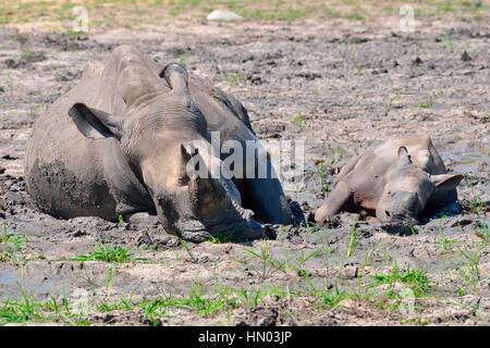 Breitmaulnashörner (Ceratotherium Simum), Mutter mit Kalb suhlen im Schlamm, Krüger Nationalpark, Südafrika, Afrika Stockfoto