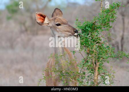 Große Kudu (Tragelaphus Strepsiceros), erwachsenes Weibchen ernähren sich von einem Strauch, Krüger Nationalpark, Südafrika, Afrika Stockfoto